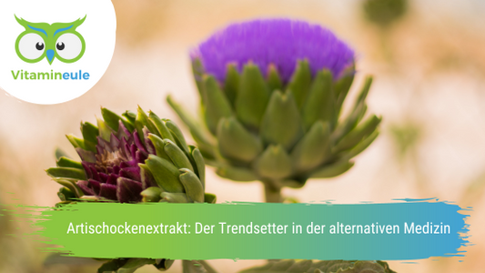 Artischockenextrakt: Der Trendsetter in der alternativen Medizin