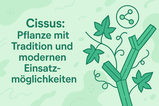 Cissus: Pflanze mit Tradition und modernen Einsatzmöglichkeiten Produkt: Cissus Quadrangularis