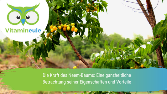 Die Kraft des Neem-Baums: Eine ganzheitliche Betrachtung seiner Eigenschaften und Vorteile