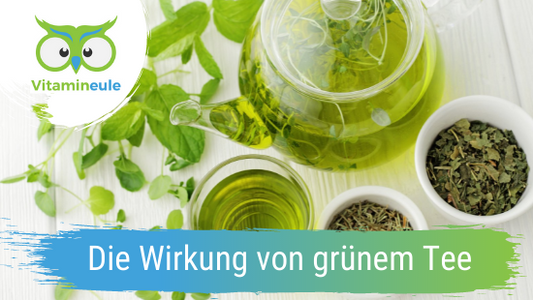Die Wirkung von grünem Tee im menschlichen Organismus