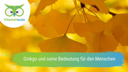Ginkgo und seine Bedeutung für den Menschen