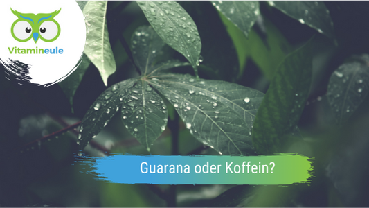 Was ist besser: Guarana oder Koffein?