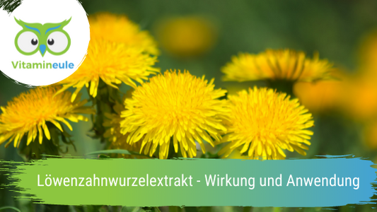 Löwenzahnwurzelextrakt - Wirkung und Anwendung