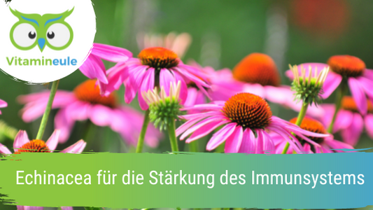 Echinacea für die Stärkung des Immunsystems