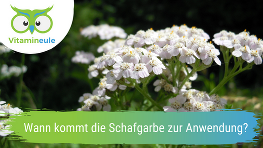 Wann kommt die Schafgarbe zur Anwendung?