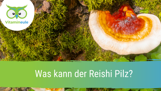 Was kann der Reishi Pilz?
