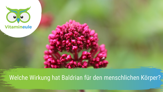 Welche Wirkung hat Baldrian für den menschlichen Körper?