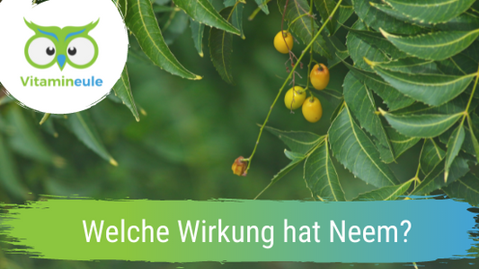 Welche Wirkung hat Neem?