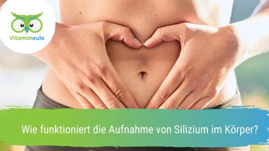 Wie funktioniert die Aufnahme von Silizium im Körper?