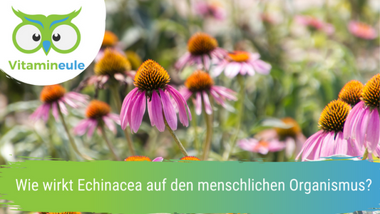 Wie wirkt Echinacea auf den menschlichen Organismus?