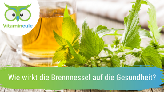 Wie wirkt die Brennnessel auf die Gesundheit?