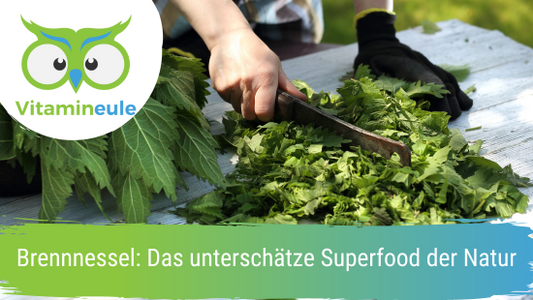 Brennnessel: Das unterschätze Superfood der Natur