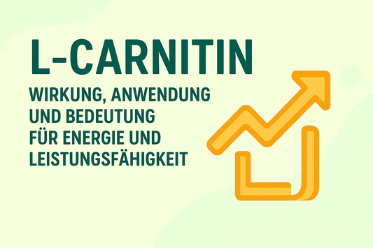L-Carnitin: Wirkung, Anwendung und Bedeutung für Energie und Leistungsfähigkeit