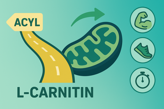 L-Carnitin: Wirkung, Anwendung & Tipps für Sport und Alltag