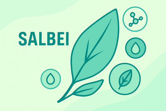 Salbei im Porträt: Tradition, Wirkung & moderne Anwendung