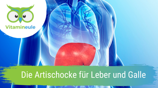 Die Artischocke für Leber und Galle