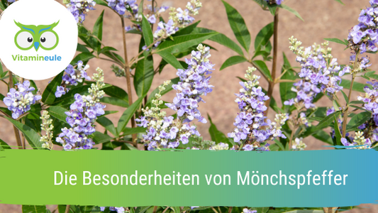 Die Besonderheiten von Mönchspfeffer