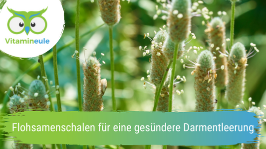 Flohsamenschalen für eine gesündere Darmentleerung