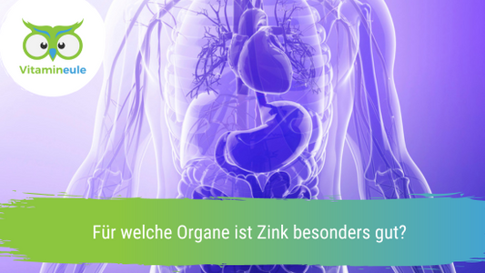 Für welche Organe ist Zink besonders gut?