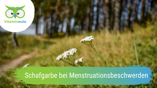 Schafgarbe bei Menstruationsbeschwerden