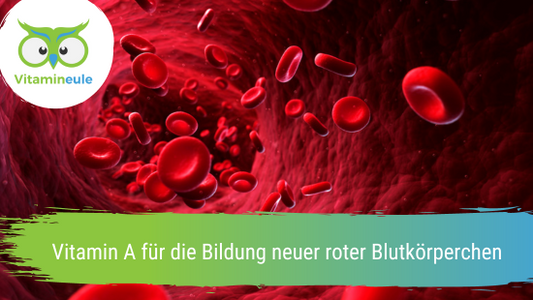 Vitamin A für die Bildung neuer roter Blutkörperchen