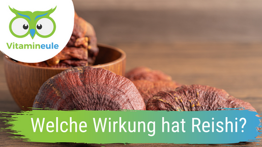 Welche Wirkung hat Reishi im Körper?