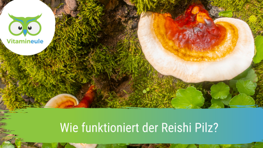 Wie funktioniert der Reishi Pilz?