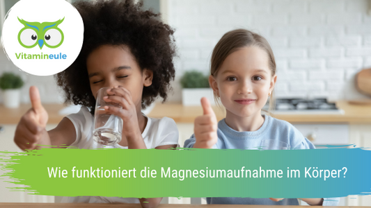 Wie funktioniert die Magnesiumaufnahme im Körper?