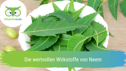 Die wertvollen Wirkstoffe von Neem